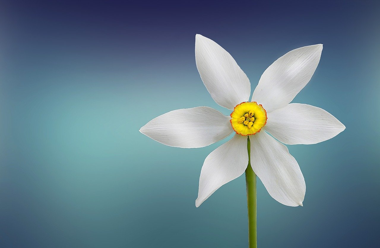 flower, white,