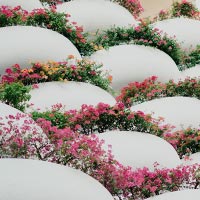 Producteur et fournisseur de plantes et fleurs de balcons