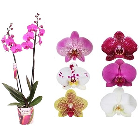 Orchidée phalaenopsis - Mido - Plantes pour professionnels