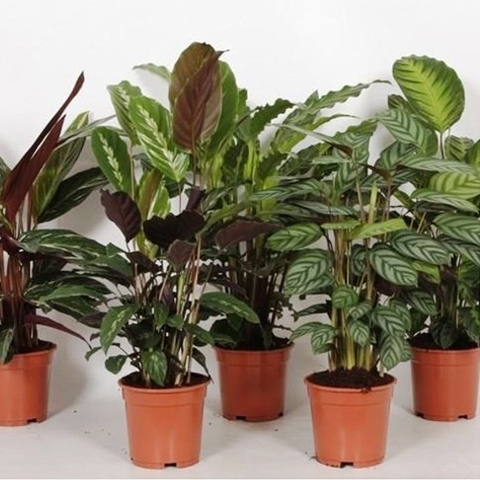 plantes-vertes-Calathéa