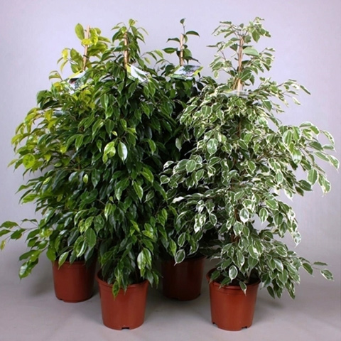plantes-vertes-Ficus