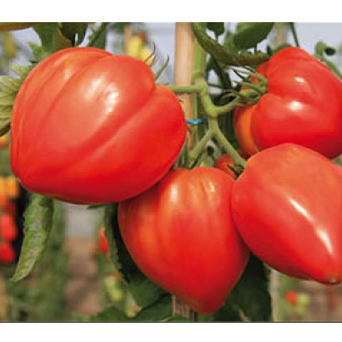 Tomates greffées