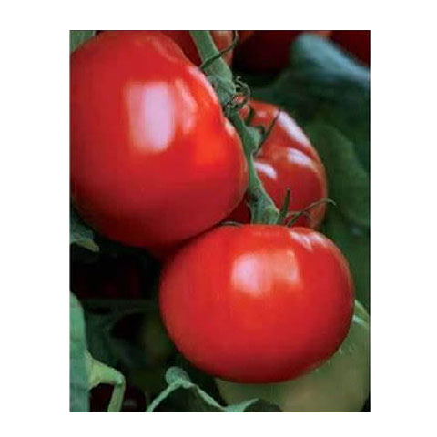 Tomates greffées