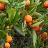 Citrus Kucle - Kumquatine