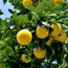 Citrus Lipo - Citrus limon Citrus paradisi