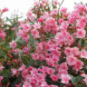 Laurier Rose - Nerium Oleander